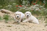 GOLDEN RETRIEVER 333